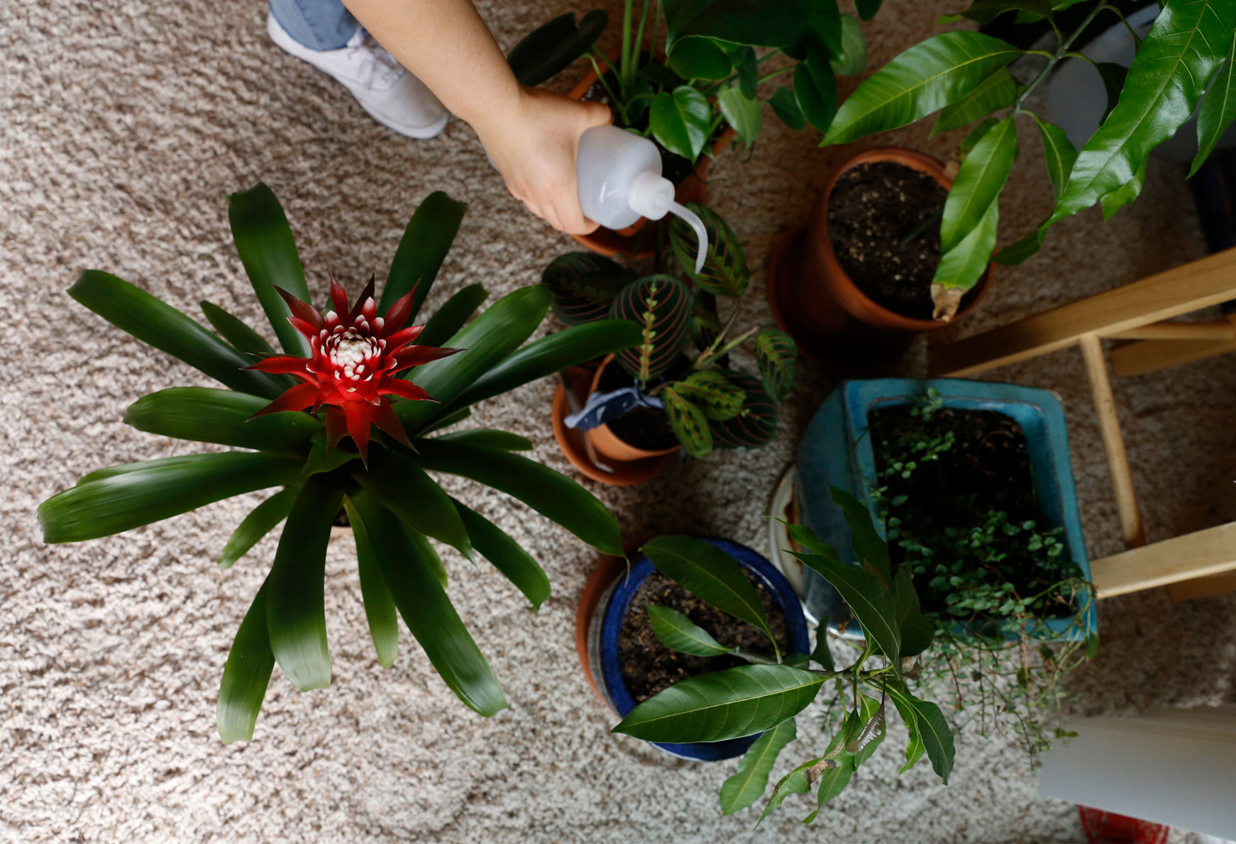 Educate before you decorate with plants